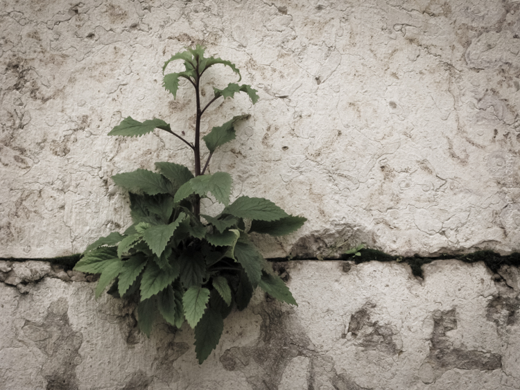 Uma planta encontrou espaço para se desenvolver  entre dois blocos de pedra